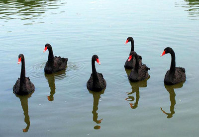 blackswans.jpg